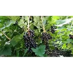Саджанець Agro-Market Смородина чорна Гоферт (Gofert) (ранній термін дозрівання, високоврожайний сорт) 1 шт. в упаковці (44817) - мініатюра 7