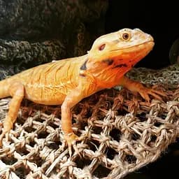Гамак для рептилій Repti-Zoo Seaweed Hammock M DC09P 30x20x20 см з натуральних водоростей - мініатюра 4