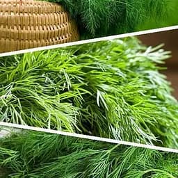 Кріп "Суміш кращих популярних сортів" ТМ "Весна"  20г (45523)