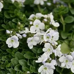 Вероніка Простерта "Sunshine" (квітучий килим) (186431) 1 саженец