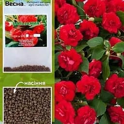 Бальзамин махровый красный (Зипер) Весна 1г (12113)