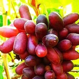 Саженец Agro-Market Виноград Изюм (ранний срок созревания, вкуснейшие плоды) 1 шт. в упаковке (21425)