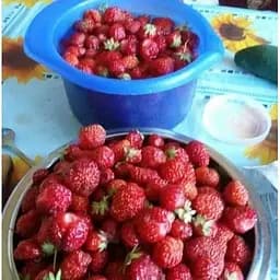 Саджанець Agro-Market Полуниця Вікторія 5шт (ремонтантний сорт) (37303) - мініатюра 10