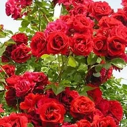 Троянда шрабова Agro-Market Масакі Masaki червона преміальний чудовий сорт 1 шт. в упаковці (48958)