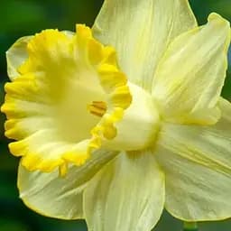 Нарцисс "Lemon Shake" (186337) 2 шт