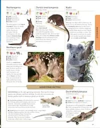 Animals A Children's Encyclopedia - мініатюра 3