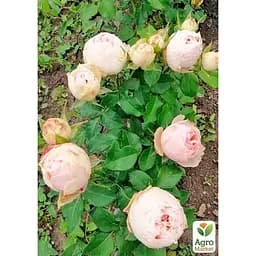 Троянда кущова Agro-Market Менсфілд парк Mansfield Park саджанець класу АА+ вищий сорт 1 шт. в упаковці (179285) - мініатюра 4