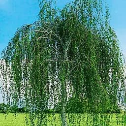 Береза повисла Agro-Market звичайна Betula pendula С3 висота 100-110 см 187718 1 саджанець в упаковці