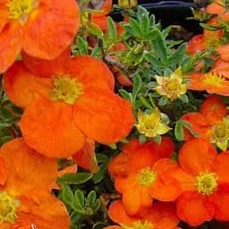 Саджанець Agro-Market Перстач Чагарникова Tangerine (49173)