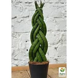 LMTD Сансевиерия КОСА Agro-Market Сylindrica 25-35см (181114) 1 саженец в упаковке 