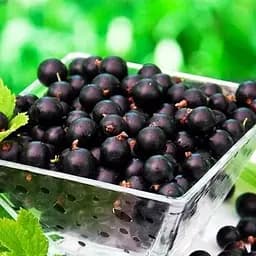 Саженец Agro-Market Смородина черная Тисел (Tisel) ранний срок созревания) 1 шт. в упаковке (23395)