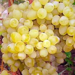 Саджанець Agro-Market Виноград Цитронний (кишмиш, середньо-ранній термін дозрівання, маса грона 600-800гр) 1 шт. в пакуванні (48710)