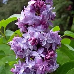 Сирень 2-летняя махровая Надежда, С1.5 (188524) 1 саженец в упаковке