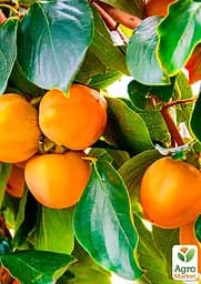 Саджанець Agro-Market Хурма Волове серце на віргінській морозостійкій підщепі 1 шт. в упаковці (26255) - мініатюра 5