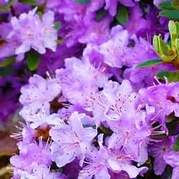 Саджанець Agro-Market Рододендрон бузковий Блю Сільвер (Blue Silver) (120476)