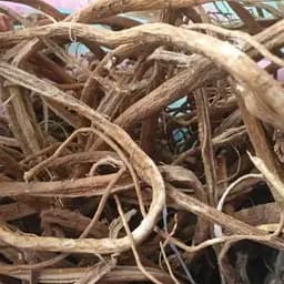 100 г астрагал шерстистоцветковый корень сушеный - свежий урожай