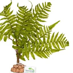 Штучна рослина, папороть Terrario 32x15x32см (330) - мініатюра 5