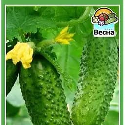 Насіння Весна Огірок Виноградна грона F1 0.5 г (15518)