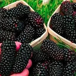 Саженец Agro-Market Ежевика Прайм Арк Фридом 2-летняя укорененная в контейнере 1 саженец (180936)