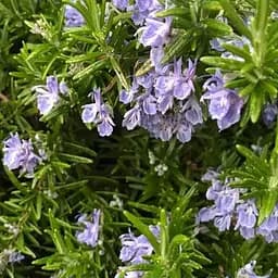 Розмарин морозостойкий "Arp" (187064) 1 саженец в упаковке