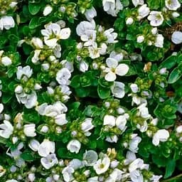 Вероніка Простерта "Alba" (квітковий килим) (189457) 1 саженец