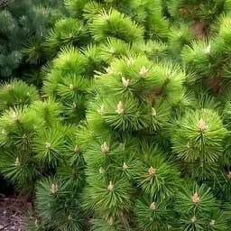 Сосна привитая Agro-Market 2-х летняя чёрная Hornibrookiana С3 высота 20-25 см 188213 1 саженец в упаковке