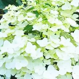 Саджанець Agro-Market Гортензія волотиста Tardiva контейнер Р9 1 саджанець в упаковці (50736)