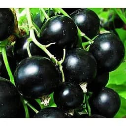 Саджанець Agro-Market Смородина чорна Гоферт укорінена в контейнері (ранній термін дозрівання) 1 саджанець (154028)