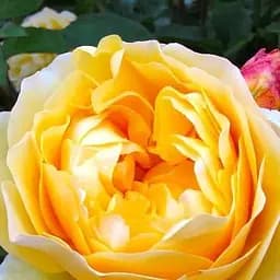 Троянда англійська Agro-Market The Pilgrim саджанець класу АА+ вищий сорт 1 шт. в упаковці (63793)