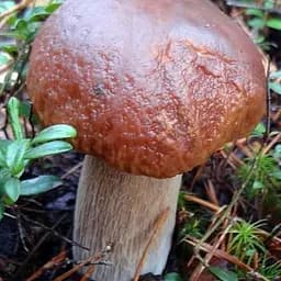 Сухий зерновий міцелій "Білий гриб ялиновий Боровик" 100г (45183)