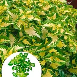 Колеус Wizard Jade 1 саженец (182532) 