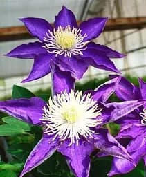 Саженец Agro-Market Клематис 3-х летний Hakuookan С2 (60428) 1 шт. в упаковке