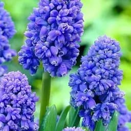 Мускари "Blue Spike" 5 шт (43018)