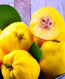 Саджанець Agro-Market Айва ніжно-жовта Мудра (Wise) (преміальний, морозостійкий сорт) 1 шт. в упаковці (47384)