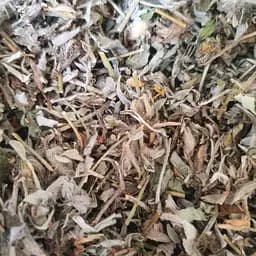 100 г ястребинка волосистая трава сушеная - свежий урожай