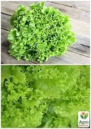 Насіння Agro-Market Салат Одеський кучерявець на вагу ціна за 7 г (13380) - мініатюра 4