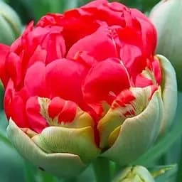 Тюльпан "Bombastic Red" (181244) 2 шт