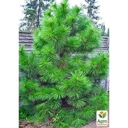Саджанець Agro-Market Сосна Орегонська (Рinus ponderosa) С10, висота 100-130 см (178495) - мініатюра 5