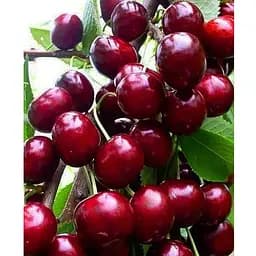 Черешня карликова "Сем" укорінена в контейнері (саджанець 2 роки) (153087) 1 саджанець в упаковке