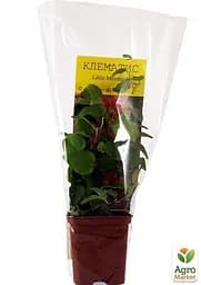 Саджанець Agro-Market Клематис Little Mermaid (43949) - мініатюра 5