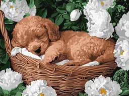 Набор для росписи по номерам Спящий пудель, Ideyka, 30x40 см, КНО6677