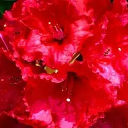 Рододендрон Agro-Market Baden-baden красный 1 саженец в упаковке (36866)