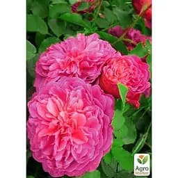 Троянда англійська Agro-Market плетиста Рожевий Лід саджанець класу АА+ вищий сорт 1 шт. в упаковці (21146) - мініатюра 2