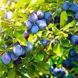 Саженец Agro-Market Слива Венгерка (поздний срок созревания) (36759) 1 шт. в упаковке