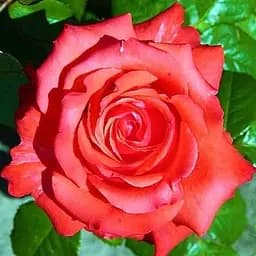 Роза чайно-гибридная Agro-Market Holstein Perle саженец класса АА+ высший сорт New 1 шт. в упаковке (45905)