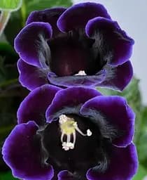 Бульба Agro-Market Глоксинія Violacea (35610)