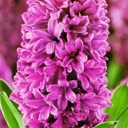 Гиацинт "Miss Saigon" 2 шт (17224)