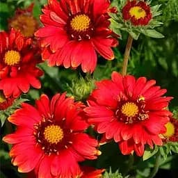 Гайлардія гібридна "Arizona Red Shades" вазон С2 (186527) 1 саженец