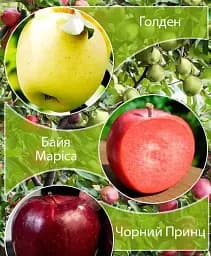 Саджанець Agro-Market Дерево-сад Яблуня Байя Маріса+Голден+Чорний Принц 1 шт. в упаковці (181960)