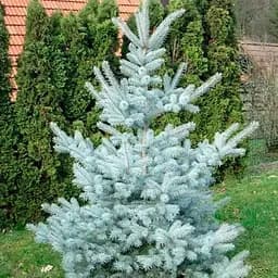 Ялина щеплена Agro-Market 2-х річна блакитна колюча Edith С2 висота 20-25 см 187442 1 саджанець в упаковці